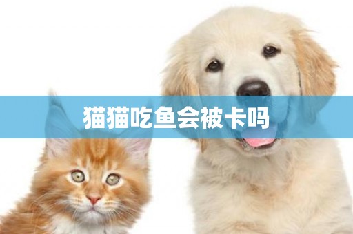 貓貓吃魚會被卡嗎