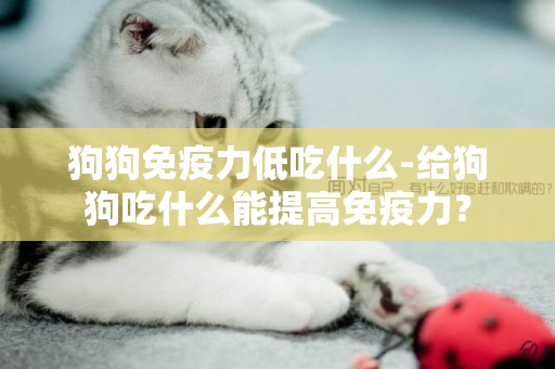狗狗免疫力低吃什么-給狗狗吃什么能提高免疫力？