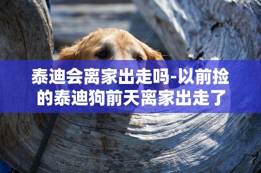 泰迪會離家出走嗎-以前撿的泰迪狗前天離家出走了