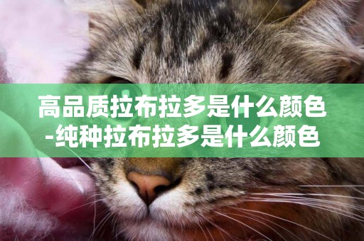 高品質拉布拉多是什么顏色-純種拉布拉多是什么顏色？
