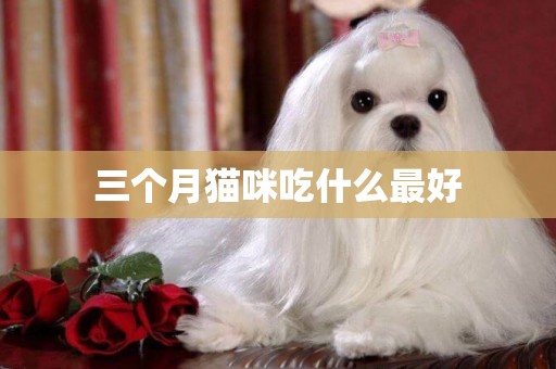 三個月貓咪吃什么最好