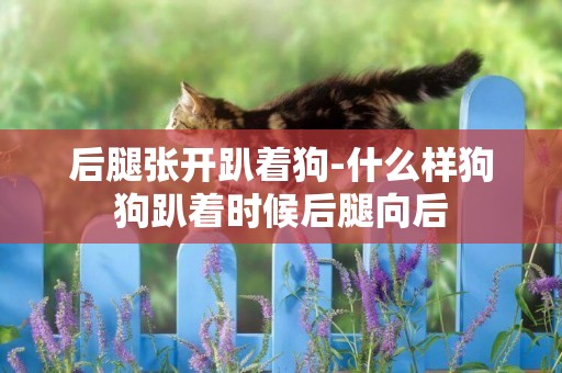 后腿張開趴著狗-什么樣狗狗趴著時候后腿向后