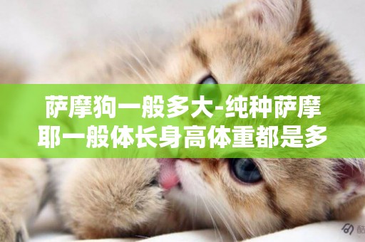 薩摩狗一般多大-純種薩摩耶一般體長身高體重都是多少