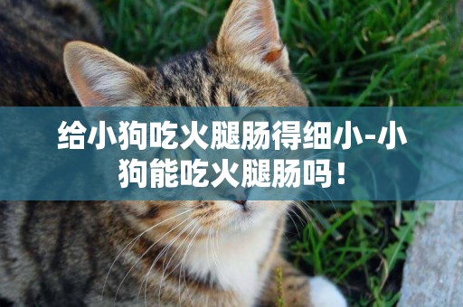 給小狗吃火腿腸得細小-小狗能吃火腿腸嗎！