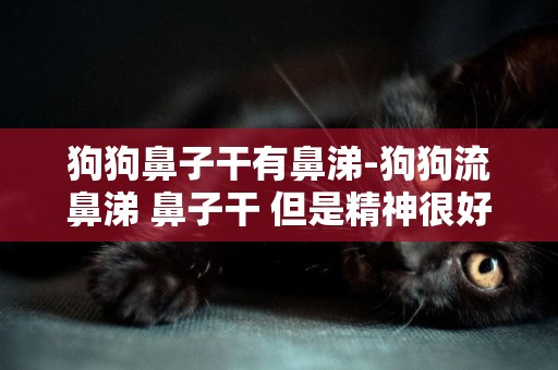 狗狗鼻子干有鼻涕-狗狗流鼻涕 鼻子干 但是精神很好