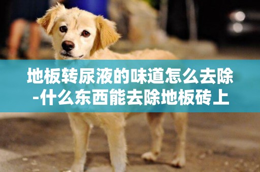 地板轉尿液的味道怎么去除-什么東西能去除地板磚上的尿騷味
