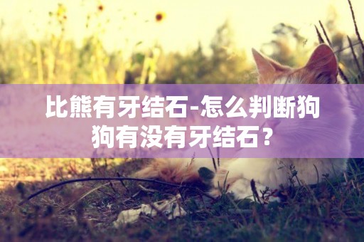 比熊有牙結石-怎么判斷狗狗有沒有牙結石？