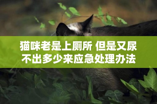 貓咪老是上廁所 但是又尿不出多少來應急處理辦法