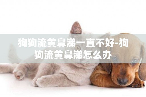 狗狗流黃鼻涕一直不好-狗狗流黃鼻涕怎么辦