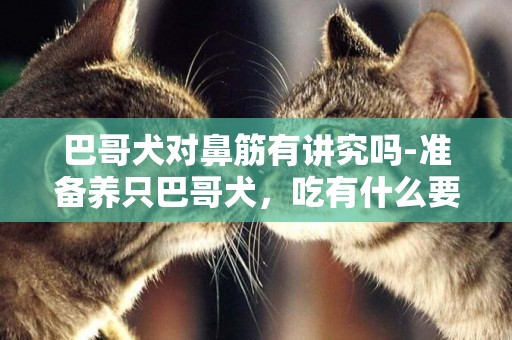 巴哥犬對鼻筋有講究嗎-準備養只巴哥犬，吃有什么要注意的么