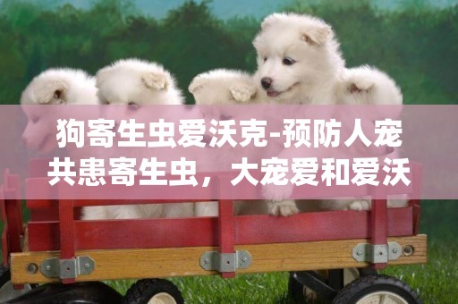 狗寄生蟲愛沃克-預防人寵共患寄生蟲，大寵愛和愛沃克哪個好？