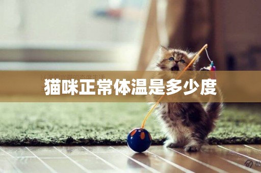 貓咪正常體溫是多少度