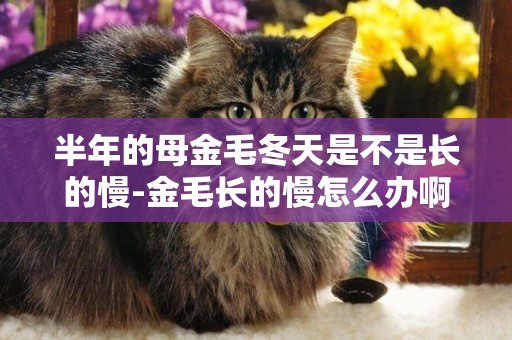 半年的母金毛冬天是不是長的慢-金毛長的慢怎么辦啊