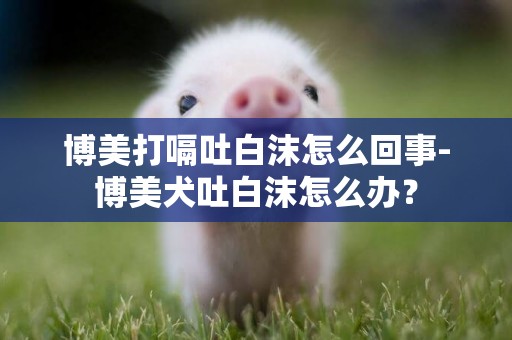 博美打嗝吐白沫怎么回事-博美犬吐白沫怎么辦？
