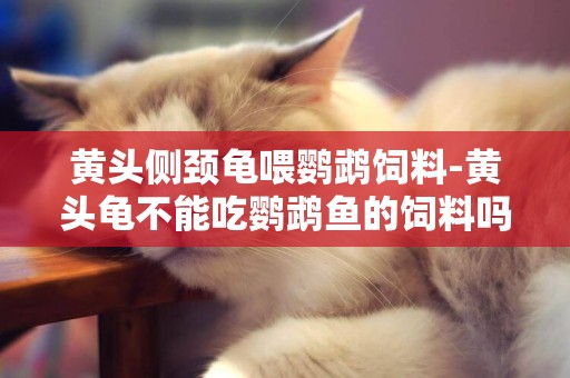 黃頭側頸龜喂鸚鵡飼料-黃頭龜不能吃鸚鵡魚的飼料嗎