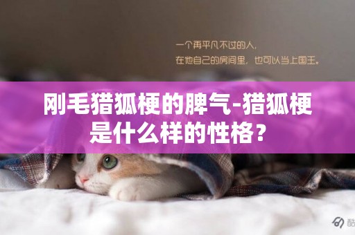 剛毛獵狐梗的脾氣-獵狐梗是什么樣的性格？