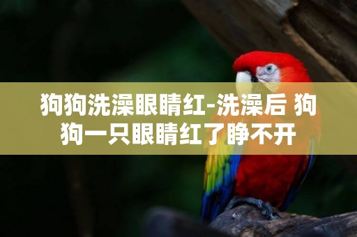 狗狗洗澡眼睛紅-洗澡后 狗狗一只眼睛紅了睜不開