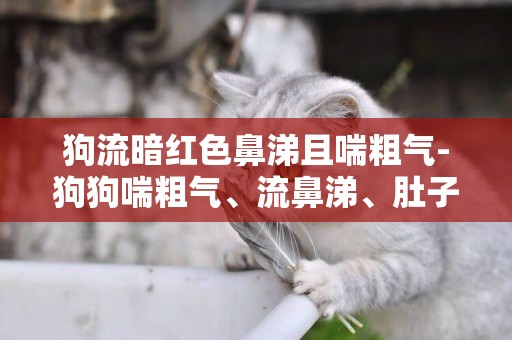 狗流暗紅色鼻涕且喘粗氣-狗狗喘粗氣、流鼻涕、肚子一動一動的