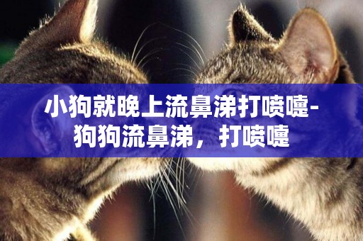 小狗就晚上流鼻涕打噴嚏-狗狗流鼻涕，打噴嚏