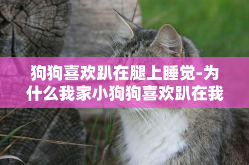 狗狗喜歡趴在腿上睡覺-為什么我家小狗狗喜歡趴在我的腳上睡覺
