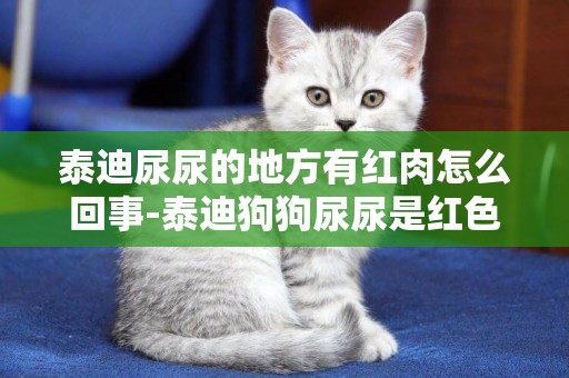 泰迪尿尿的地方有紅肉怎么回事-泰迪狗狗尿尿是紅色的怎么回事