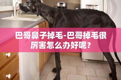 巴哥鼻子掉毛-巴哥掉毛很厲害怎么辦好呢？