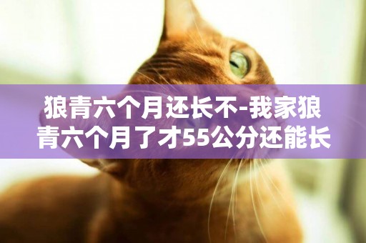 狼青六個月還長不-我家狼青六個月了才55公分還能長嗎？