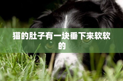 貓的肚子有一塊垂下來軟軟的