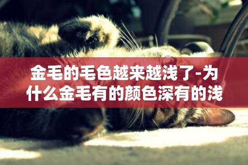 金毛的毛色越來越淺了-為什么金毛有的顏色深有的淺？