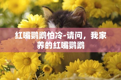 紅嘴鸚鵡怕冷-請問，我家養的紅嘴鸚鵡