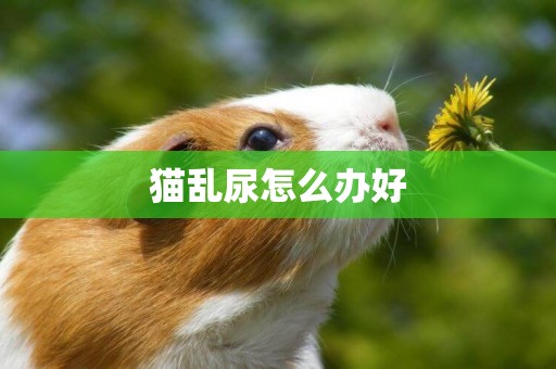 貓亂尿怎么辦好