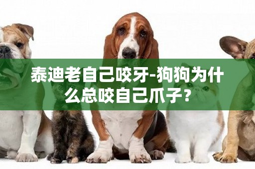 泰迪老自己咬牙-狗狗為什么總咬自己爪子？