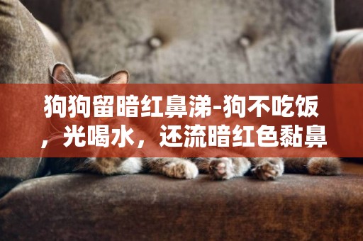 狗狗留暗紅鼻涕-狗不吃飯，光喝水，還流暗紅色黏鼻涕