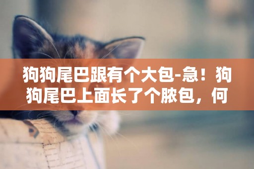 狗狗尾巴跟有個大包-急！狗狗尾巴上面長了個膿包，何故？