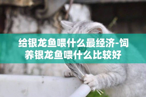 給銀龍魚喂什么最經濟-飼養銀龍魚喂什么比較好