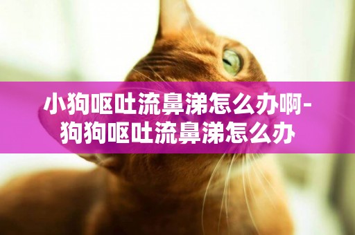 小狗嘔吐流鼻涕怎么辦啊-狗狗嘔吐流鼻涕怎么辦