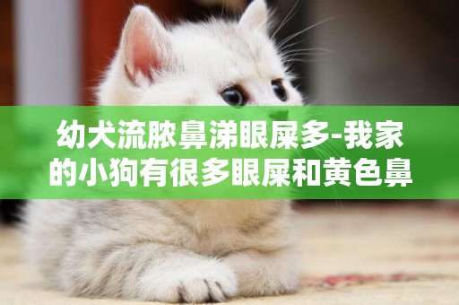 幼犬流膿鼻涕眼屎多-我家的小狗有很多眼屎和黃色鼻涕