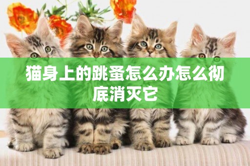 貓身上的跳蚤怎么辦怎么徹底消滅它