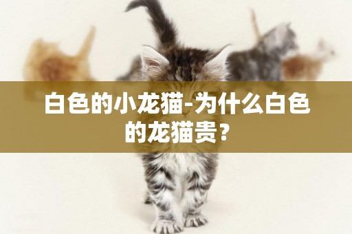 白色的小龍貓-為什么白色的龍貓貴？