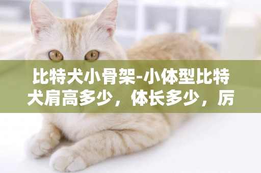 比特犬小骨架-小體型比特犬肩高多少，體長多少，厲害嗎？