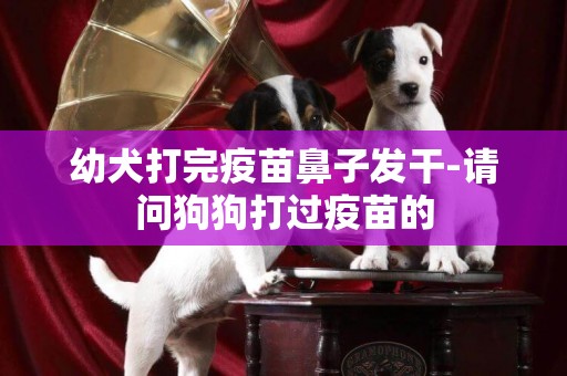 幼犬打完疫苗鼻子發干-請問狗狗打過疫苗的