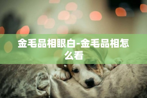 金毛品相眼白-金毛品相怎么看