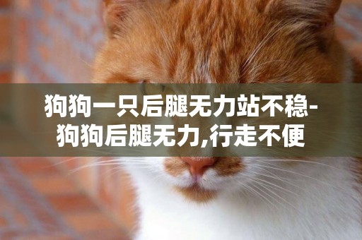 狗狗一只后腿無力站不穩-狗狗后腿無力,行走不便