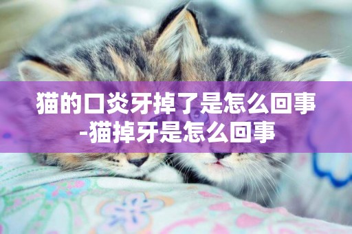 貓的口炎牙掉了是怎么回事-貓掉牙是怎么回事