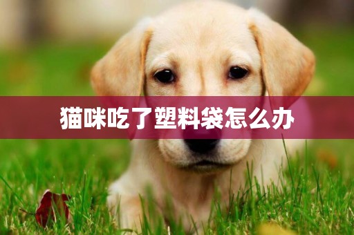 貓咪吃了塑料袋怎么辦