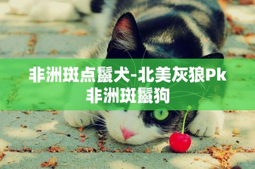 非洲斑點鬣犬-北美灰狼Pk非洲斑鬣狗