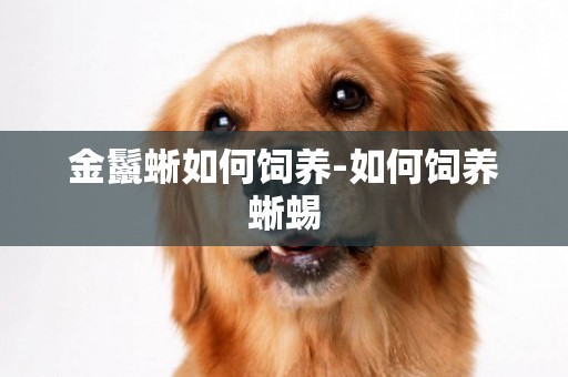 金鬣蜥如何飼養-如何飼養蜥蜴