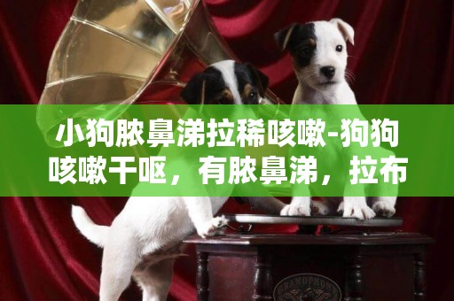 小狗膿鼻涕拉稀咳嗽-狗狗咳嗽干嘔，有膿鼻涕，拉布拉多三個月大