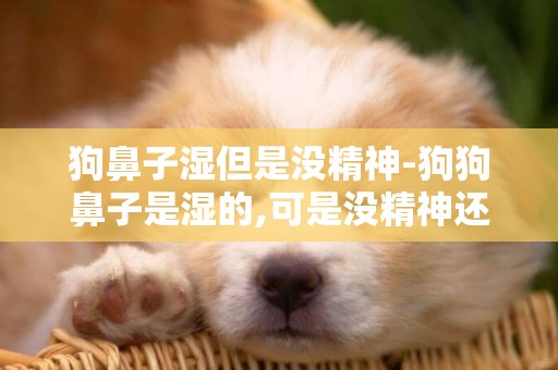 狗鼻子濕但是沒精神-狗狗鼻子是濕的,可是沒精神還有很多眼屎