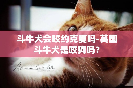 斗牛犬會咬約克夏嗎-英國斗牛犬是咬狗嗎？